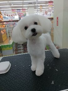 JaJa i Dog Studio 佳佳愛狗寵沐工坊 -  JaJa i Dog Studio 佳佳愛狗寵沐工坊 -