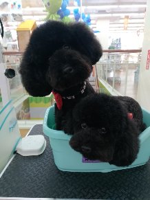 JaJa i Dog Studio 佳佳愛狗寵沐工坊 -  JaJa i Dog Studio 佳佳愛狗寵沐工坊 -