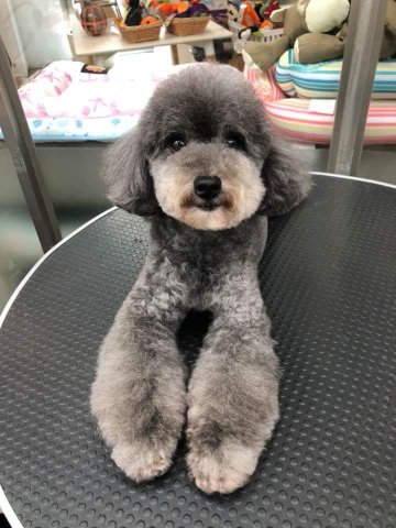 JaJa i Dog Studio 佳佳愛狗寵沐工坊 -  JaJa i Dog Studio 佳佳愛狗寵沐工坊 -