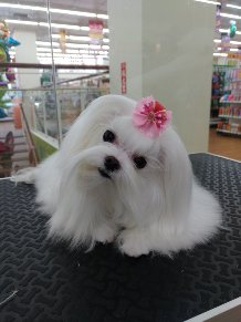 JaJa i Dog Studio 佳佳愛狗寵沐工坊 -  JaJa i Dog Studio 佳佳愛狗寵沐工坊 -