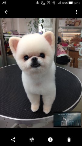 JaJa i Dog Studio 佳佳愛狗寵沐工坊 -  JaJa i Dog Studio 佳佳愛狗寵沐工坊 -