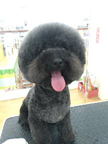 JaJa i Dog Studio 佳佳愛狗寵沐工坊 -  JaJa i Dog Studio 佳佳愛狗寵沐工坊 -